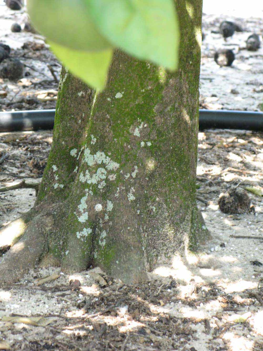            Bark (Winter Haven, FL)      